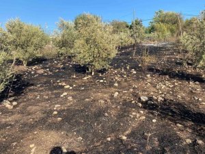OSMANİYE’DE ZEYTİNLİK ALANDA ÇIKAN YANGIN PANİĞE NEDEN OLDU