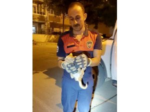 ARACIN MOTOR KISMINA GİREN YAVRU KEDİYİ İTFAİYE EKİPLERİ KURTARDI