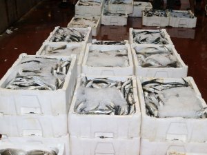 AKDENİZ'DE AV YASAĞI KALKTI