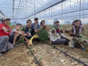 ANTALYA’DA GÜZLÜK FİDE DİKİMLERİ BAŞLADI