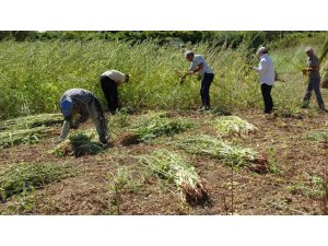 ANTALYA’DA ALTIN SUSAMDA HASAT BAŞLADI