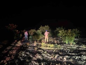 JANDARMA EKİPLERİ, NARENCİYE HIRSIZLARINA KARŞI DEVRİYEDE