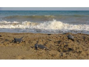 YAVRU CARETTA CARETTLARIN ÇIKIŞLARI TAMAMLANDI: 210 BİN YAVRU DENİZLE BULUŞTU