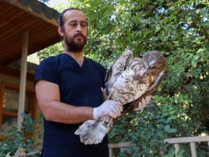 YILAN KARTALININ TEDAVİSİ TAMAMLANDI