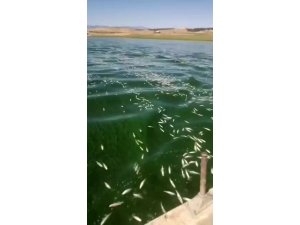 KAHRAMANMARAŞ’TA BALIK ÖLÜMLERİ