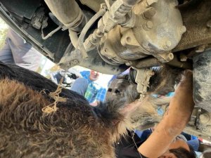 MİNİBÜSÜN ALTINDA SIKIŞIP MAHSUR KALAN KÖPEĞİ İTFAİYE KURTARDI