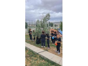 İLKOKUL ÖĞRENCİLERİ OKUL BAHÇESİNDEKİ ZEYTİN AĞAÇLARINDA HASAT YAPTI