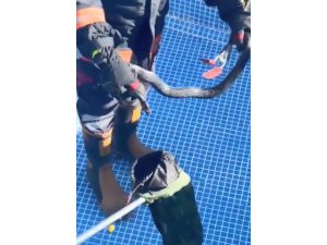 MERSİN’DE HAVUZA ’KARAYILAN’ GİRDİ