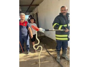 HATAY’DA EVLERE GİREN 2 YILAN YAKALANDI
