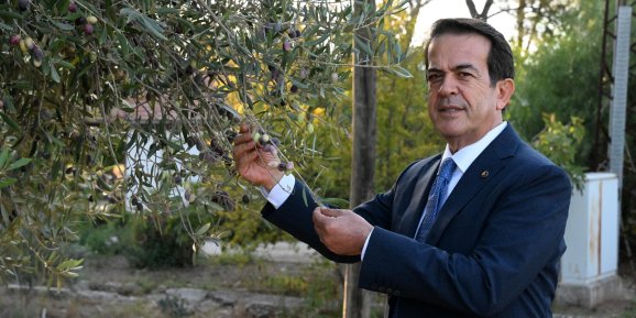 YÜZYILLARA MEYDAN OKUYAN ZEYTİN AĞAÇLARI