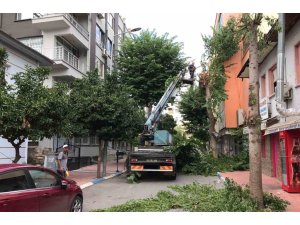 AKDENİZ’DE AĞAÇLARA SONBAHAR BAKIMI
