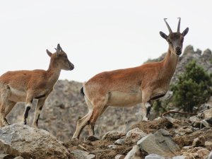 POZANTI’DA YABAN KEÇİLERİ GÖRÜNTÜLENDİ