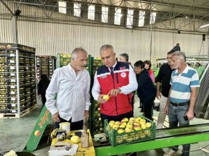 HATAY’DA LİMON İHRAÇ EDEN FİRMALAR DENETLENDİ
