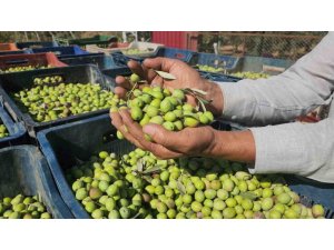 SOFRALIK ZEYTİNDE BEREKETLİ HASAT, KİLOGRAM FİYATI 55 TL’DEN TARLADAN ALICI BULUYOR