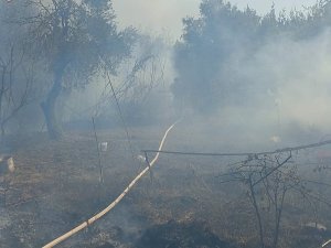 ANTAKYA’DA ZEYTİNLİK ALANDA YANGIN