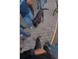 SOKAKTA AĞIZLIKSIZ GEZDİRİLEN ’ROTTWEİLER’ CİNSİ KÖPEK DEHŞET SAÇTI... O ANLAR KAMERADA