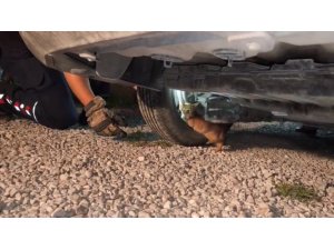ÜŞÜYEREK ARACIN MOTORUNA GİREN YAVRU KEDİ, İTFAİYE EKİPLERİNİN ÇALIŞMASIYLA KENDİLİĞİNDEN ÇIKTI