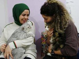 ANEMİ HASTASI KEDİ SAĞLIĞINA KAVUŞTU