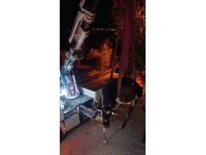 EVİN DAMINDA MAHSUR KALAN İNEK VİNÇLE KURTARILDI