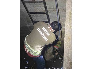 SU DOLU KUYUYA DÜŞEN 2 KÖPEĞİ İTFAİYE KURTARDI