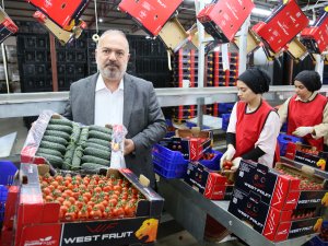 UKRAYNA'NIN DOMATES VE SALATALIK KARARINA ÇÖZÜM