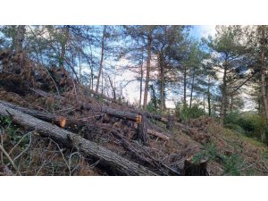PAYAS KIRSALI ORMANLIK ALANDA 20 ADET KIZILÇAM AĞACI KESİLMİŞ HALDE BULUNDU