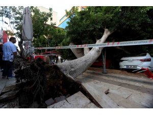 ANTALYA’DA FACİADAN DÖNÜLDÜ: ARAÇLARIN ÜZERİNE DEVRİLEN AĞACIN ALTINDA KALMAKTAN SON ANDA KURTULDU