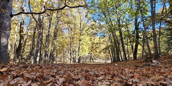DÜNYA'DAKİ TEK KASNAK MEŞESİ ORMANI EĞİRDİR'DE