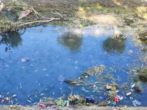 KURAKLIK VE KİRLİLİK NEDENİYLE SULAMA KANALINDAKİ YÜZLERCE BALIK TELEF OLDU