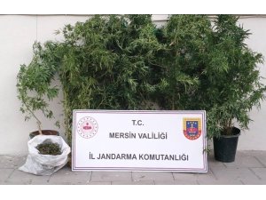 MERSİN’DE KENEVİR EKİP UYUŞTURUCU ÜRETEN ŞÜPHELİ YAKALANDI