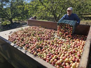 EĞİRDİR'DE ELMA TEPELERİ