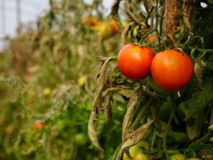 SÖĞÜT DOMATESİ COĞRAFİ İŞARET YOLUNDA