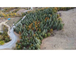 ADANA’DA 37 YIL ÖNCE KÖYLÜLERİN DİKTİĞİ FİDANLAR ORMANA DÖNÜŞTÜ