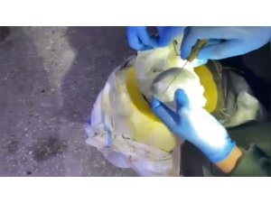 OSMANİYE’DE BAL KABAĞINDAN UYUŞTURUCU ÇIKTI