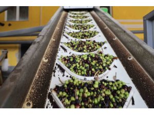 ADANA’DA ZEYTİNİN YAĞ YOLCULUĞU BAŞLADI