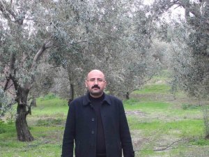 MUT’DA BU YIL 120 BİN TON ZEYTİN REKOLTESİ BEKLENİYOR