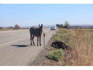 TELEF OLAN ANNESİNİN BAŞINDA BEKLEDİĞİ GÖRÜNTÜLERLE DUYGULANDIRAN SIPA YENİ YUVASINDA YAŞAMAYA BAŞLADI