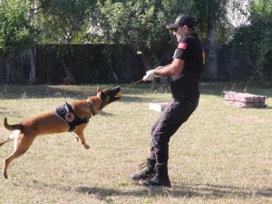 NARKOTİK KÖPEKLERİNİN SIRA DIŞI EĞİTİMİ