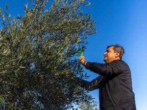 SERİK'TE ZEYTİN HASADI BAŞLADI