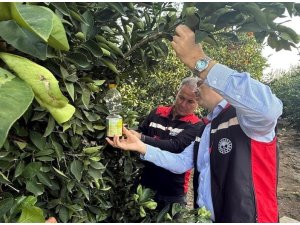 NARENCİYEDE HASAT BAŞLADI, AKDENİZ MEYVE SİNEĞİ İLE MÜCADELE HIZ KAZANDI