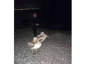 DÜNYACA ÜNLÜ SAHİLDE PELİKAN ŞAŞKINLIĞI