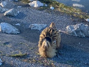 YARALI GÜNEY AMERİKA BALABANI KORUMA ALTINA ALINDI