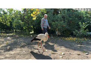 KÜMESTE TAVUKLARLA BİRLİKTE YAŞAYAN LEYLEK, BALIKLA BESLENİYOR