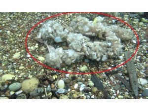 SİGARA İZMARİTLERİ DENİZDE PAMUK TARLASINA DÖNÜŞTÜ