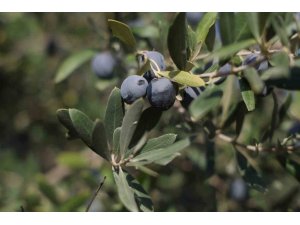 HATAY’DA 17 MİLYON 102 BİN AĞAÇTA, 201 BİN TON ZEYTİN REKOLTESİ BEKLENİYOR