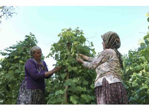 MERSİN’DE ATALIK TOHUMLAR GELECEK NESİLLERE AKTARILIYOR