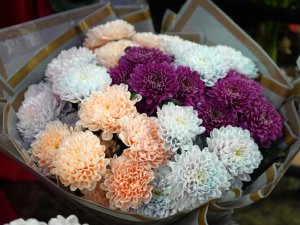 ÖĞRETMENLER GÜNÜ İÇİN KIR ÇİÇEĞİ TERCİH EDİLİYOR