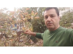 KASIM AYINDA ELMA AĞACI ÇİÇEK AÇIP MEYVE VERDİ