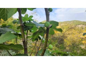 MEVSİMİ ŞAŞIRAN İNCİR AĞAÇLARI MEYVE VERDİ