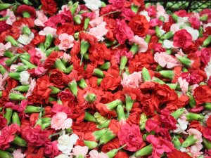 TABAK KIRMANIN YERİNİ TÜRK KARANFİLLERİ ALDI